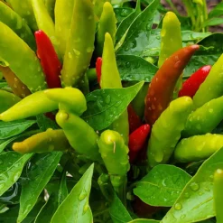 thai-dragon-chili-peppers-growing
