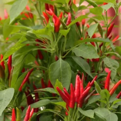 thai-dragon-chili-peppers-growing-red