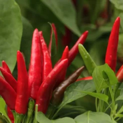 thai-dragon-pepper-seeds