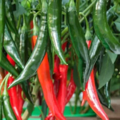 thai-prik-chi-faa-peppers-growing