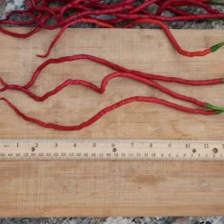 thunder-mountain-longhorn-pepper