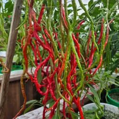 thunder-mountain-longhorn-peppers-growing