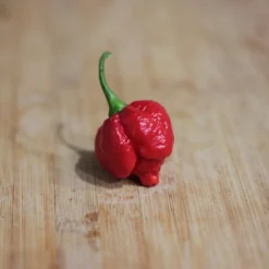 trinidad-moruga-scorpion-pepper-seeds