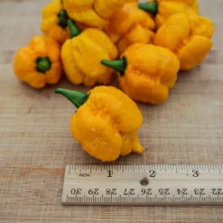 trinidad-moruga-scorpion-pepper-seeds-yellow