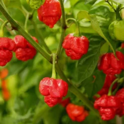 trinidad-moruga-scorpion-peppers