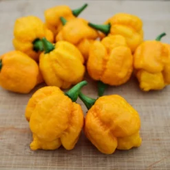 trinidad-moruga-scorpion-yellow-pepper-seeds