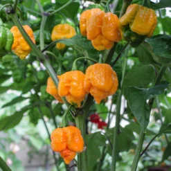 trinidad-moruga-scorpion-yellow-peppers-growing