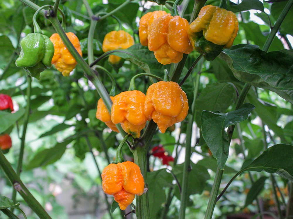 trinidad-moruga-scorpion-yellow-peppers-growing
