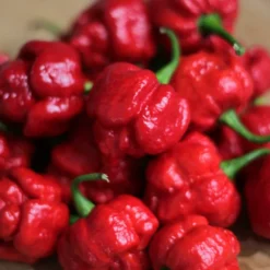 trinidad-scorpion-pepper-seeds