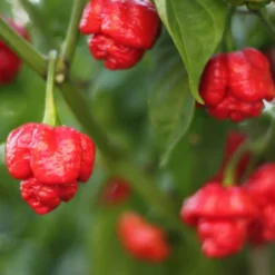 trinidad-scorpion-peppers
