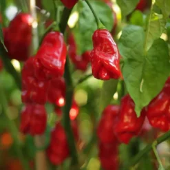 trinidad-sweet-pepper-growing