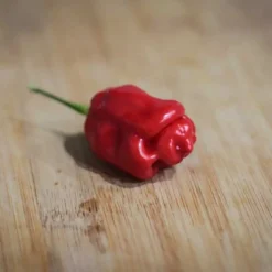 trinidad-sweet-pepper-seeds