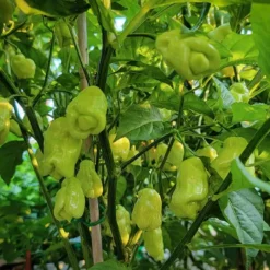 trinidad-sweet-peppers-growing-unripe