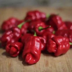 trinidad-sweet-seeds