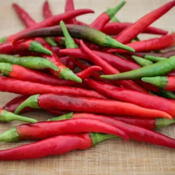 yatsufusa-pepper-seeds