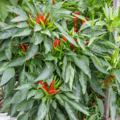yatsufusa-peppers-growing