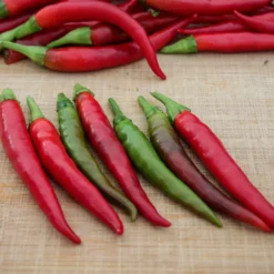 yatzy-japones-yatsufusa-pepper-seeds