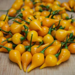 yellow-biquinho-pepper-seeds