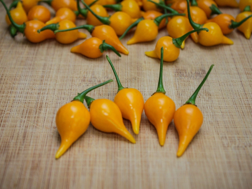 yellow-biquinho-pepper-seeds-for-sale