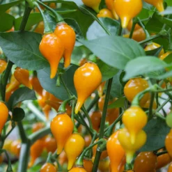 yellow-biquinho-peppers-growing
