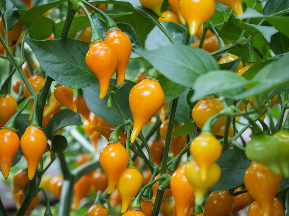 yellow-biquinho-peppers-growing